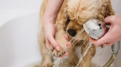 4 Erori care fac proprietarii de câini atunci când spălați o laba după o plimbare